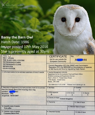 Barny the barn owl at the sanctuary enjoyed her long-term welfare care