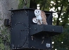ECO barn owl nest box installed in a tree with owlets inside