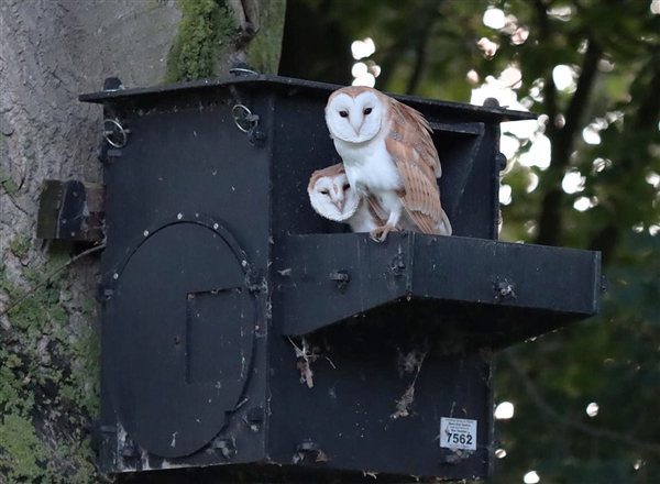 Durable Stokbord outdoor Barn Owl box installed on a tree in the UK countryside