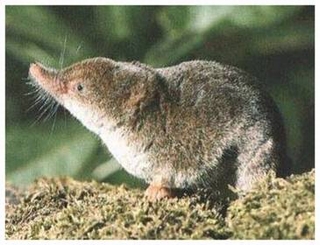 Common Shrew Common Shrew